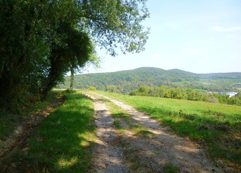 Entre viñedos y montañas