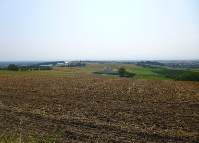 Between vineyards and mountains