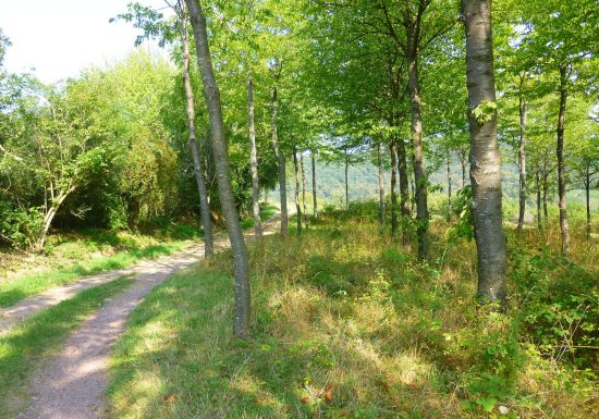 Circuit de randonnée entre vignes et montagnes