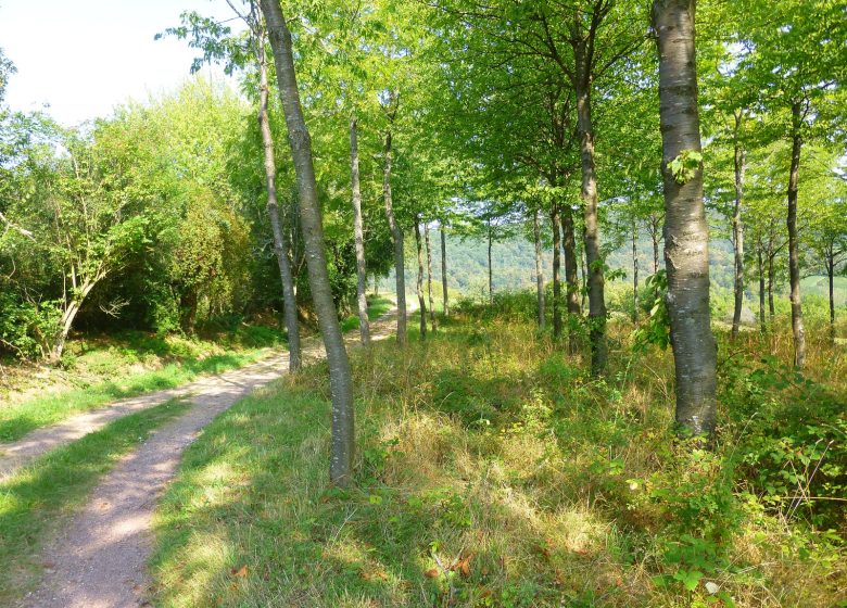 Entre vignes et montagnes