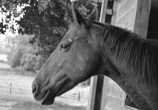 Centre équestre de Seebach
