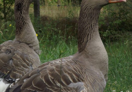 Ma petite ferme d&rsquo;antan