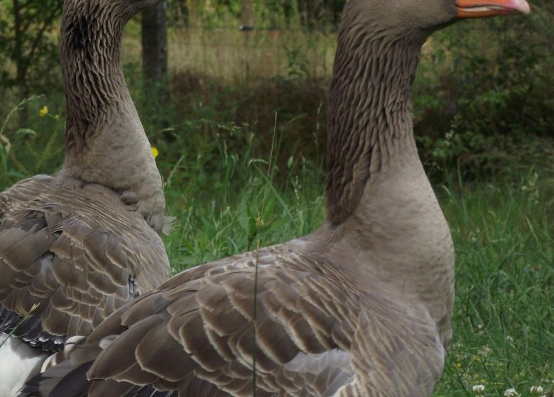 Ma petite ferme d&rsquo;antan