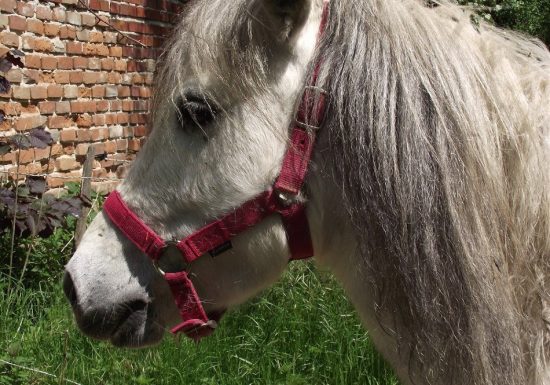 Ma petite ferme d&rsquo;antan