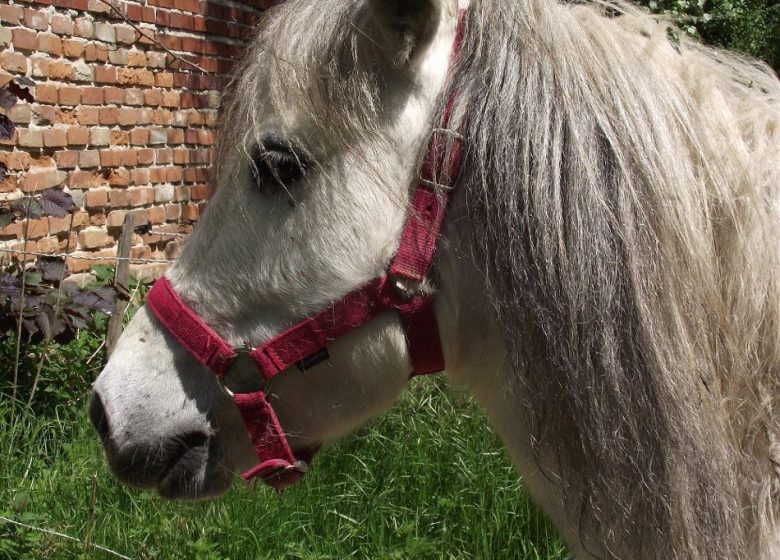 Ma petite ferme d&rsquo;antan