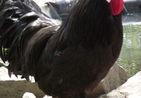 Ma petite ferme d&rsquo;antan