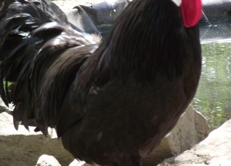 Ma petite ferme d&rsquo;antan