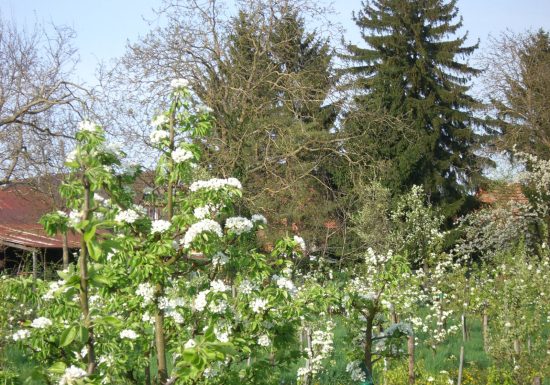 Verger conservatoire de collection de poiriers