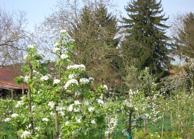 Verger conservatoire de collection de poiriers