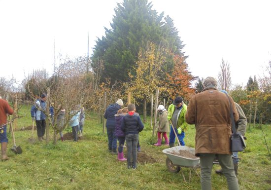 Verger conservatoire de collection de poiriers