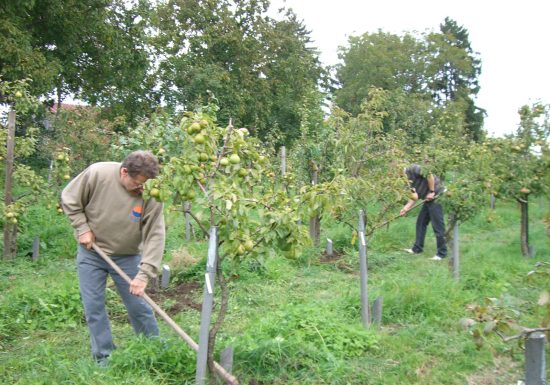 Verger conservatoire de collection de poiriers
