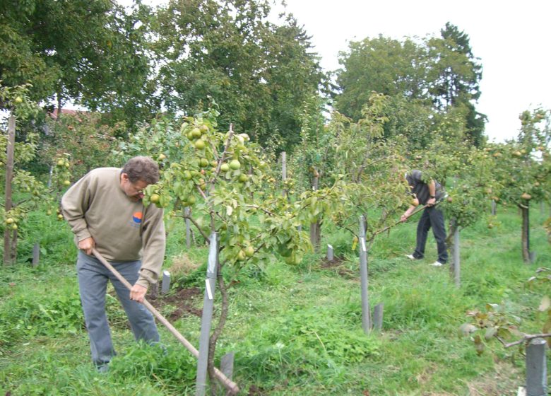 Serreboomgaard voor het verzamelen van perenbomen