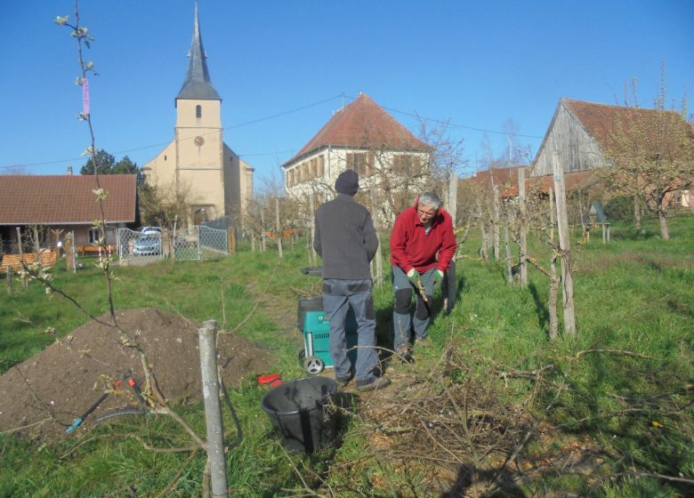 Serreboomgaard voor het verzamelen van perenbomen