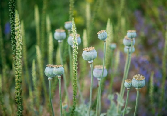 Hymenoptera, le jardin écologique