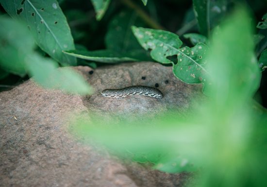 Hymenoptera, le jardin écologique