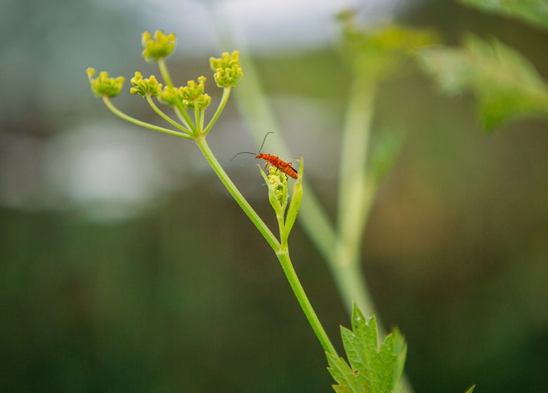 Rondleiding door de ecologische tuin van Hymenoptera