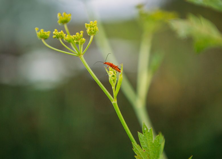 Visite guidée du jardin écologique Hymenoptera