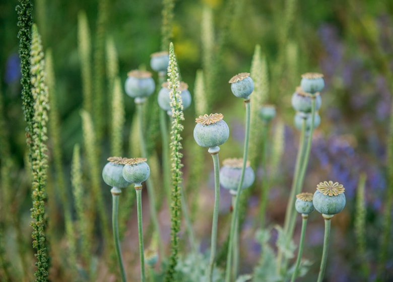 Rondleiding door de ecologische tuin van Hymenoptera