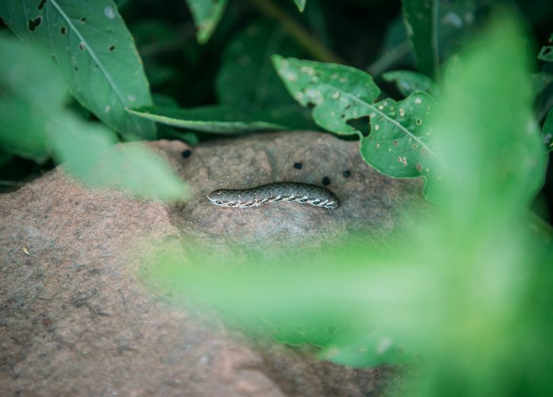 Rondleiding door de ecologische tuin van Hymenoptera