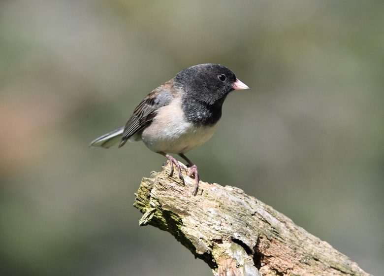Initiation à un inventaire naturaliste