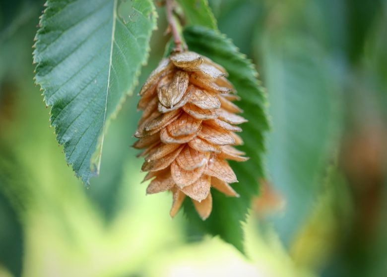 Le fabuleux pouvoir des arbres