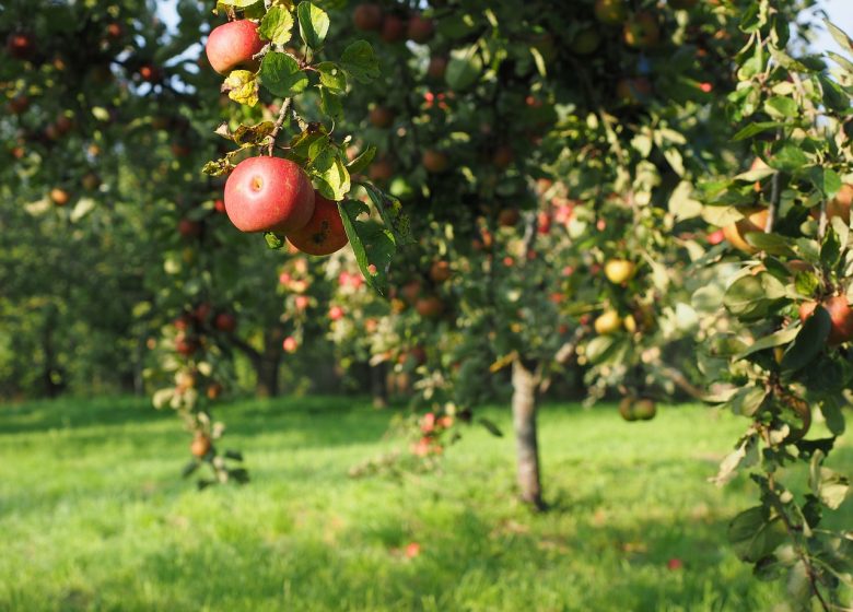 Haies et vergers : Des trésors de biodiversité