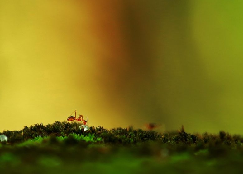 Jeux d&rsquo;échelles