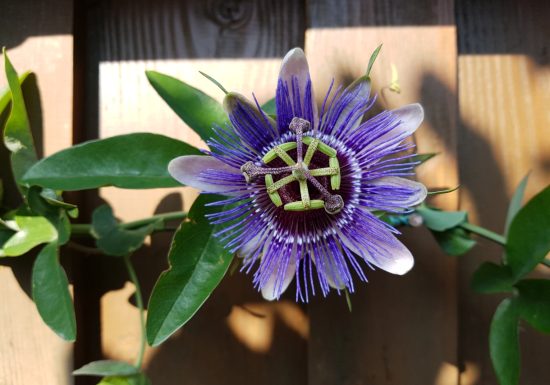 Le Jardin du Presbytère