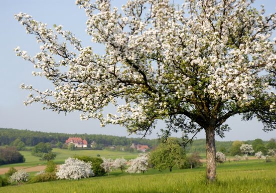 Pasea bajo los árboles de Niederbronn-les-Bains