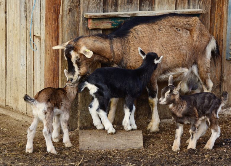 Chèvrerie du Windstein