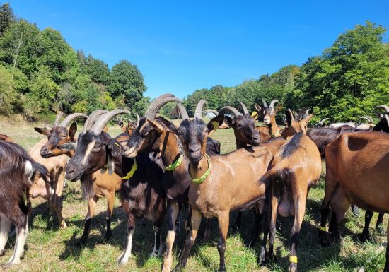 Chèvrerie du Windstein