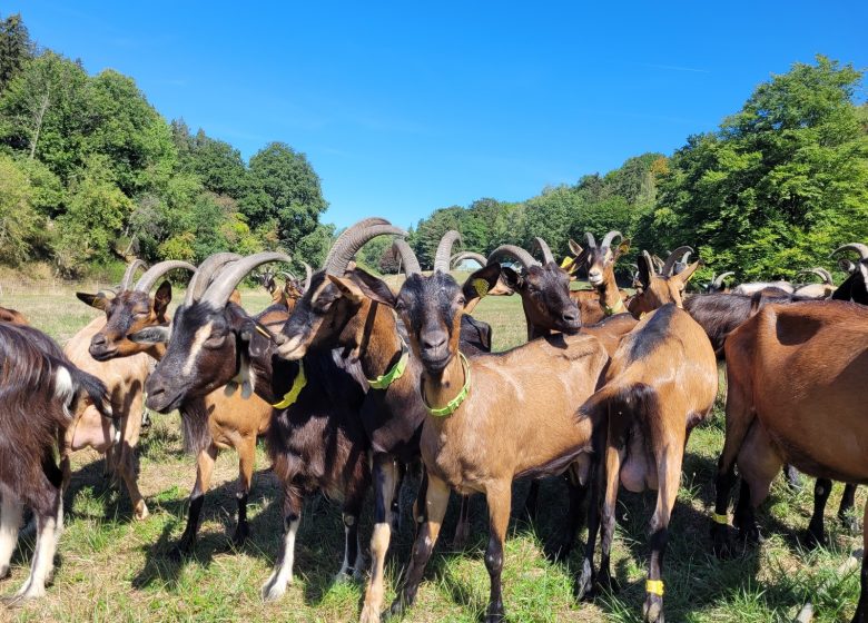 Chèvrerie du Windstein