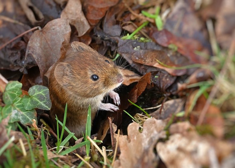 Petits rongeurs des bois et des haies