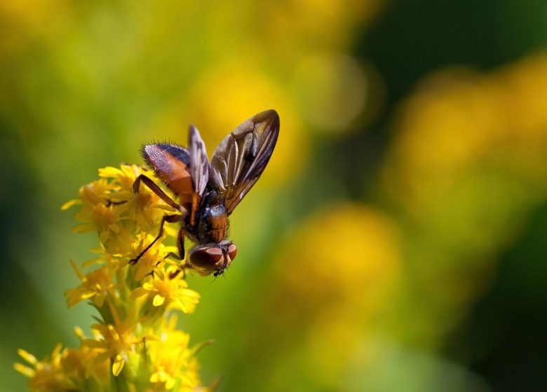 Rendez-vous aux jardins : Le jardin à travers les yeux