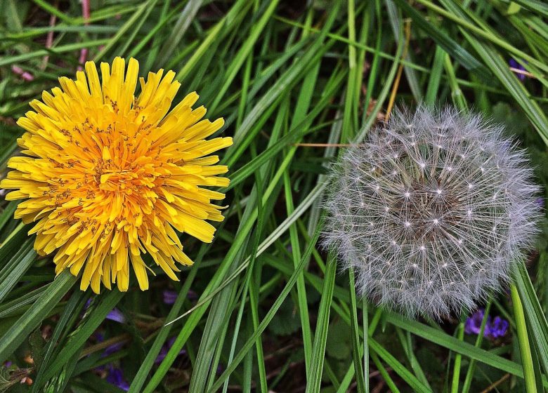 Plantes sauvages des villes et villages : Laissez moi pousser !
