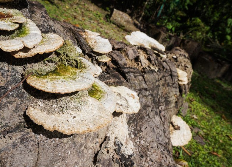 Une forêt qui s&rsquo;ensauvage