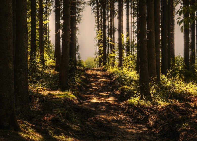Randonnée animée en forêt domaniale de Steinbach