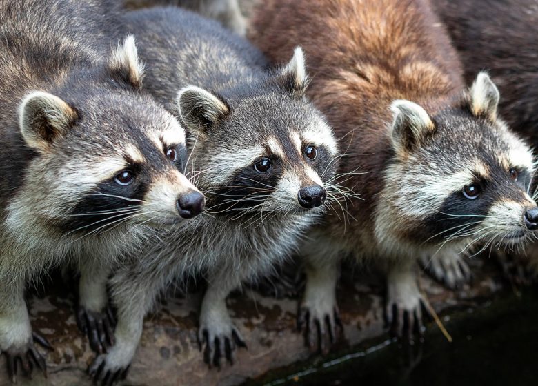 Observation nocturne des ratons-laveurs