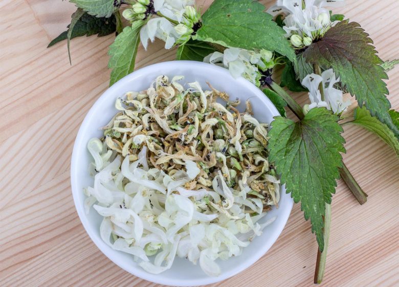 Plongée dans l&rsquo;univers des plantes médicinales