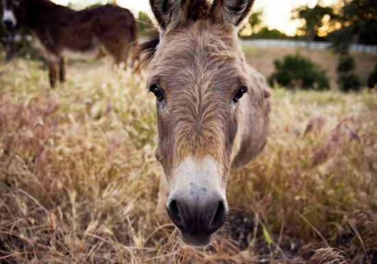 Balade à dos d’ânes