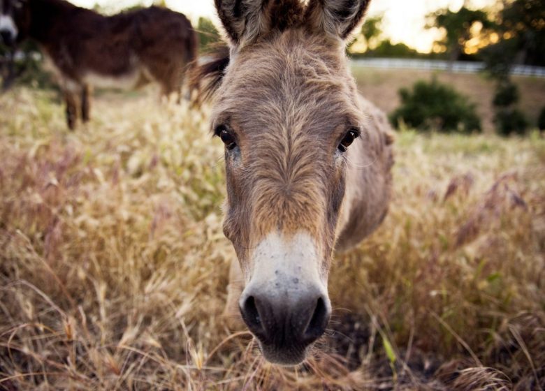 Balade à dos d’ânes