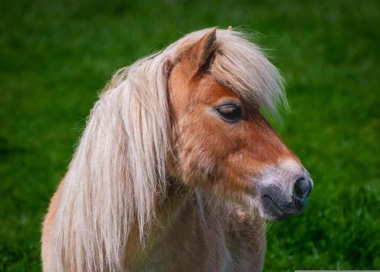 Balades en poney accompagnée