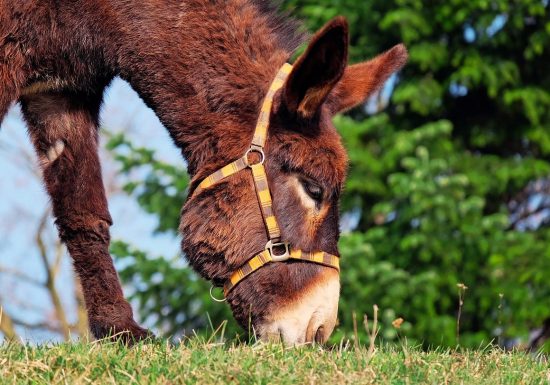 La mini ferme du Wasenberg
