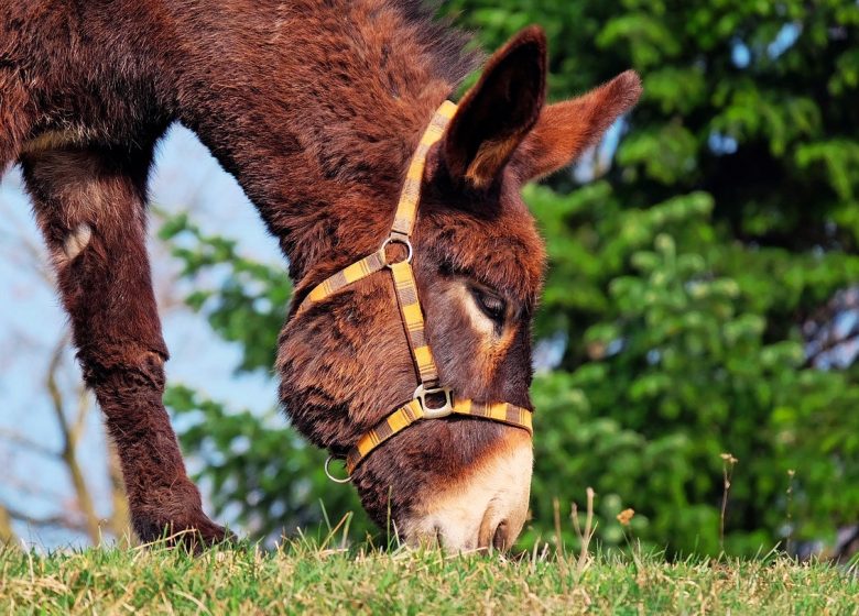 La mini ferme du Wasenberg