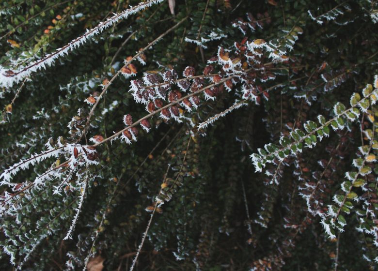 Marche hivernale du bûcheron