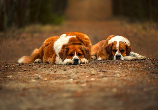 Élevage WEIGEL Bernard