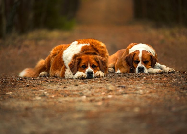 Élevage WEIGEL Bernard