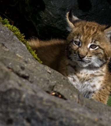 Exposition : Lynx boréal