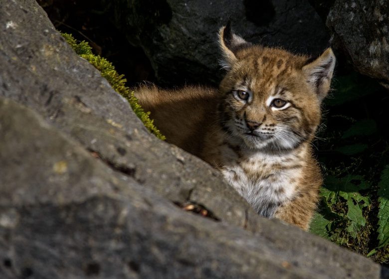 Exposition : Lynx boréal