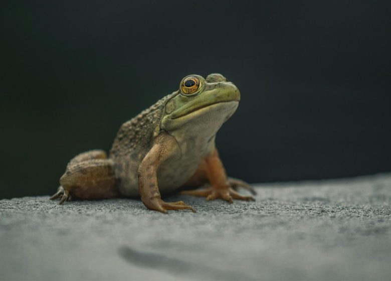 A la découverte des amphibiens